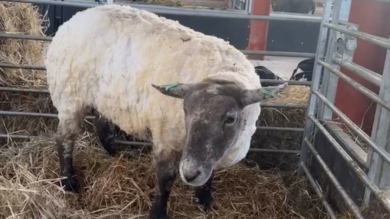 'Britain's loneliest sheep' Fiona is settling into new home after cliff rescue