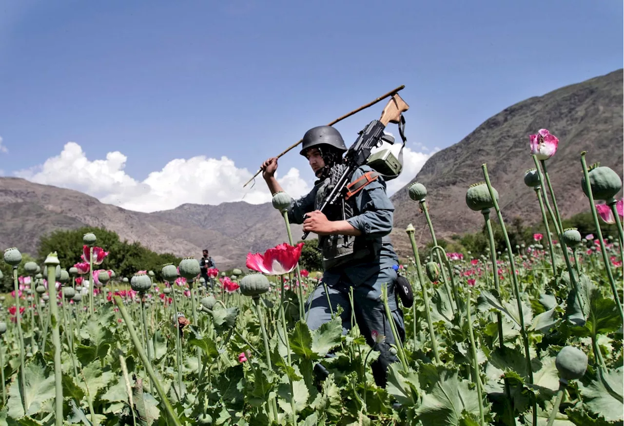 Taliban bans poppy cultivation