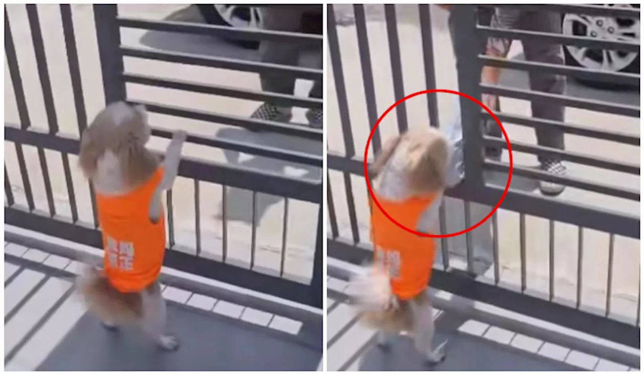 [Video] Netizen Geli Hati Lihat Anjing Ini Ambil Parcel Tuan, Siap Tangkap Gambar Bukti!