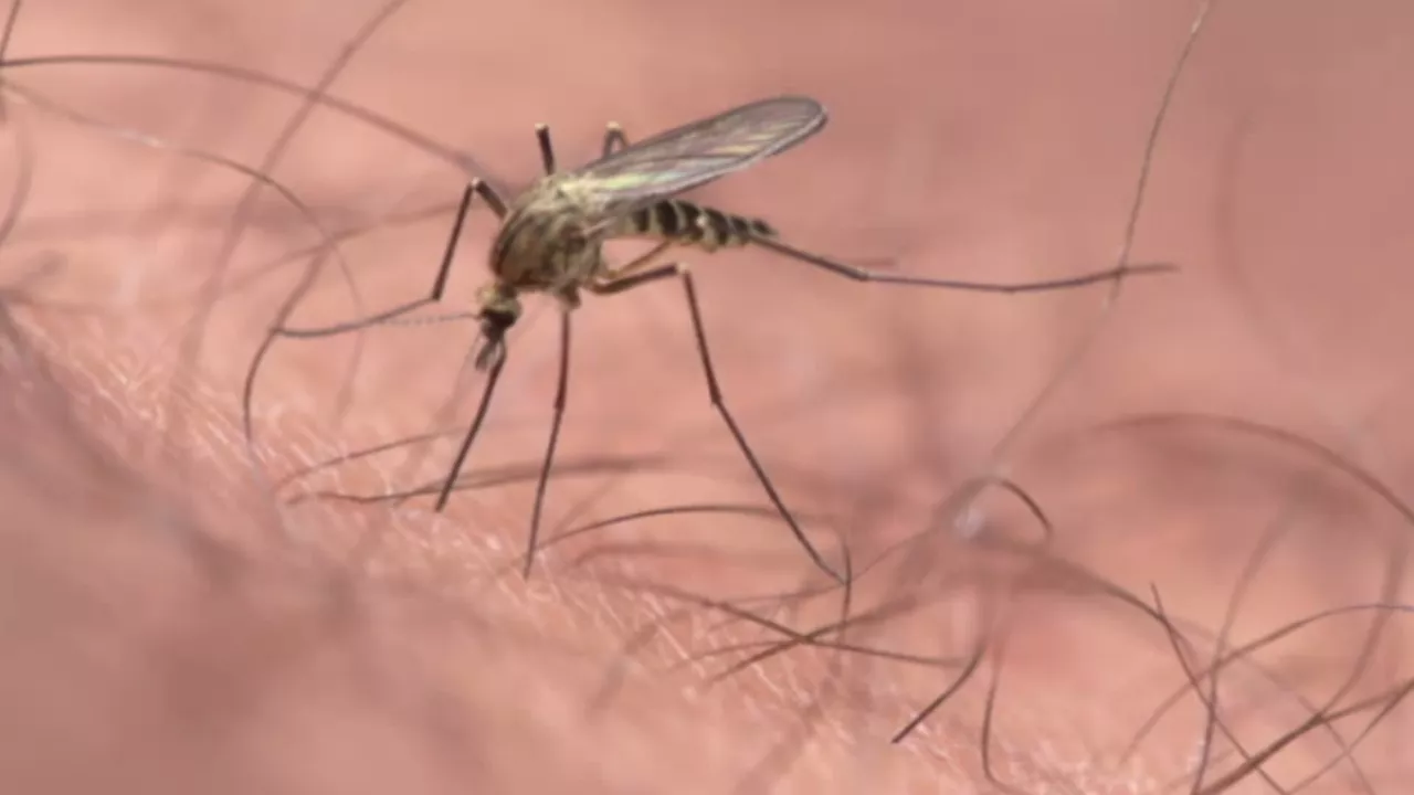 Malaria outbreak in Gauteng: 1105 cases and 10 deaths reported in 2023