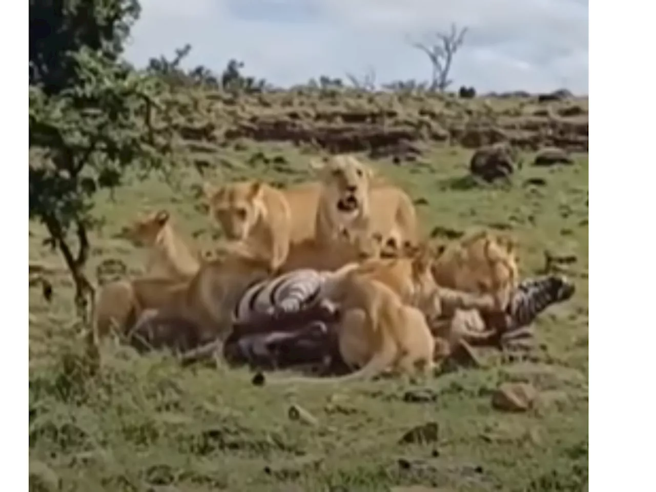 WATCH: Pride kicked by a zebra as it takes its last breath [VIDEO]