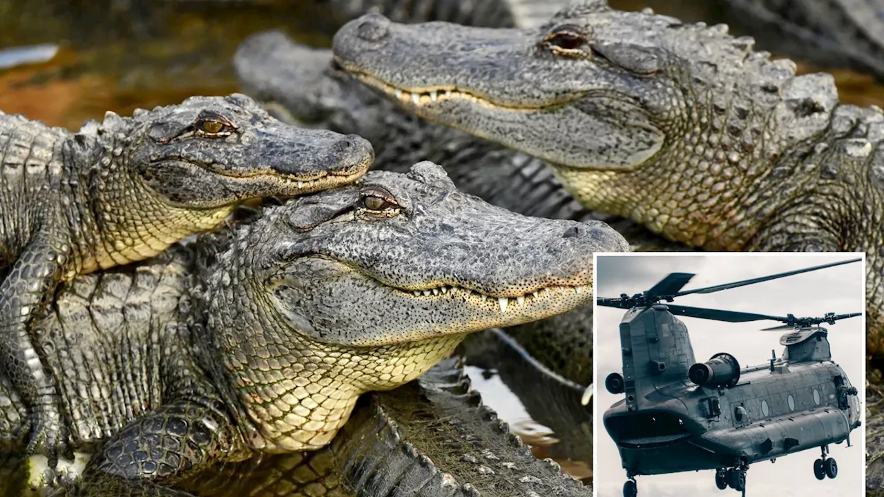 Orgy of 3,000 crocodiles whipped into mass sex frenzy by sound of HELICOPTERS flying overhead...