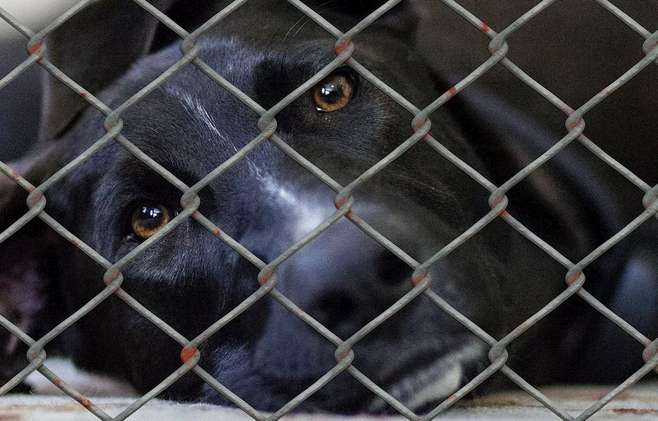 Pontoise : Elle abandonne ses trois chiens pendant des semaines, une femme condamnée