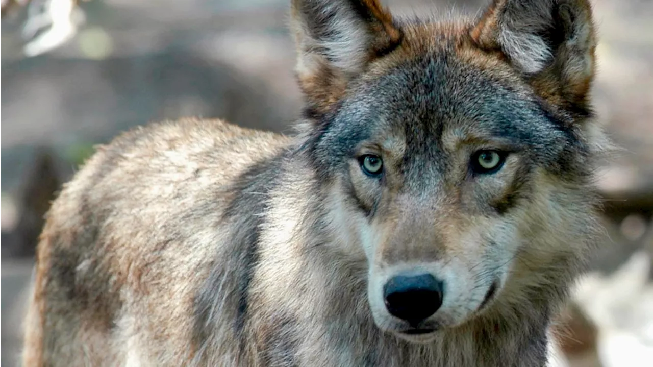 Federal agency finalizes rule that lets Colorado decide when people can kill gray wolves