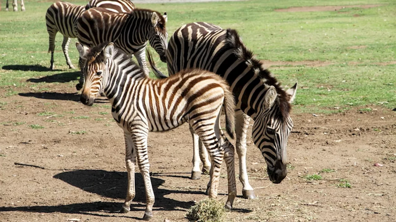 Mogo Wildlife Park celebrates 'perfect birth' of Subira the zebra