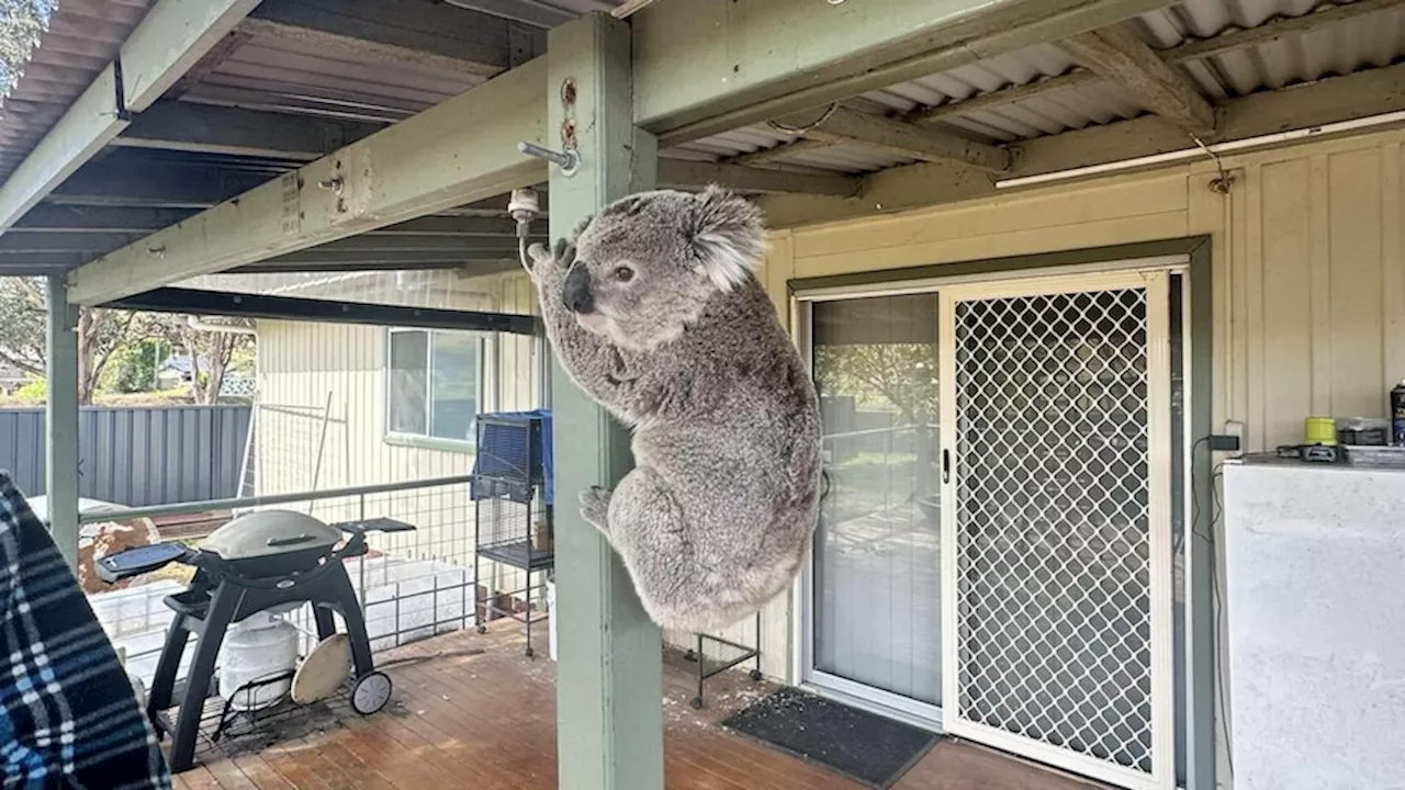 Perthville residents thrilled with influx of koalas as rescue call-outs put strain on WIRES