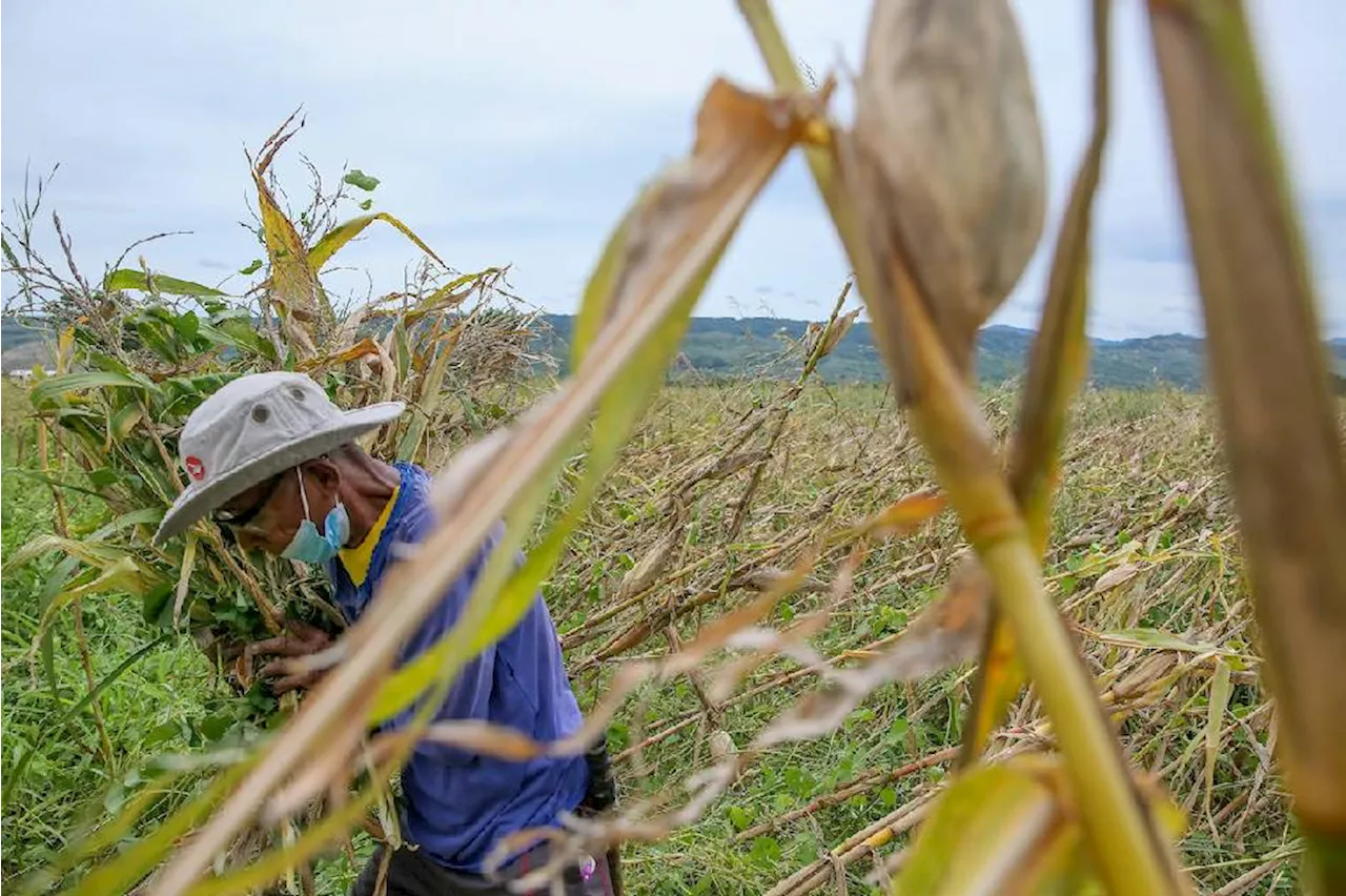 Farmers, fishermen to get ayuda amid El Niño: NEDA