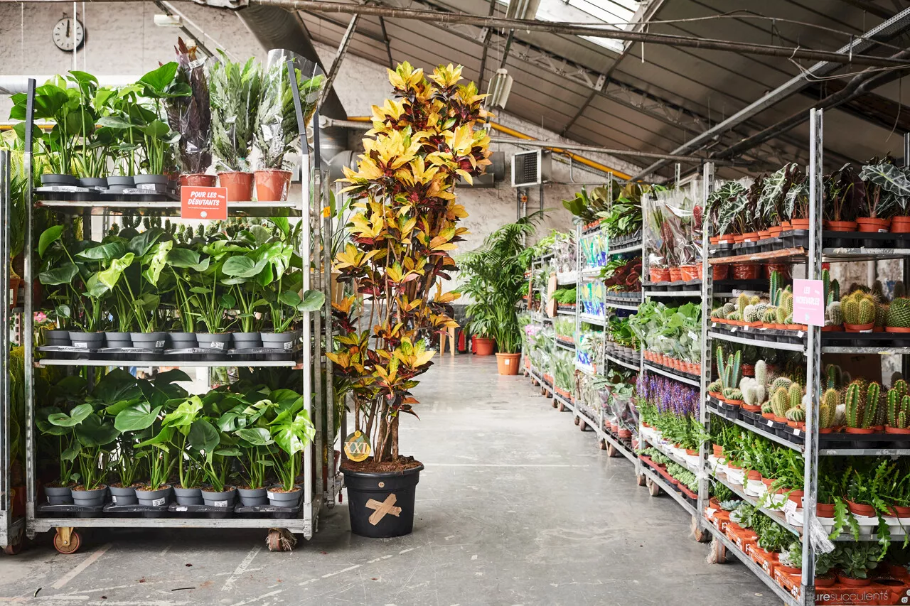 Bon plan au Havre. Des plantes vendues à partir de 1 euro au Carré des Docks