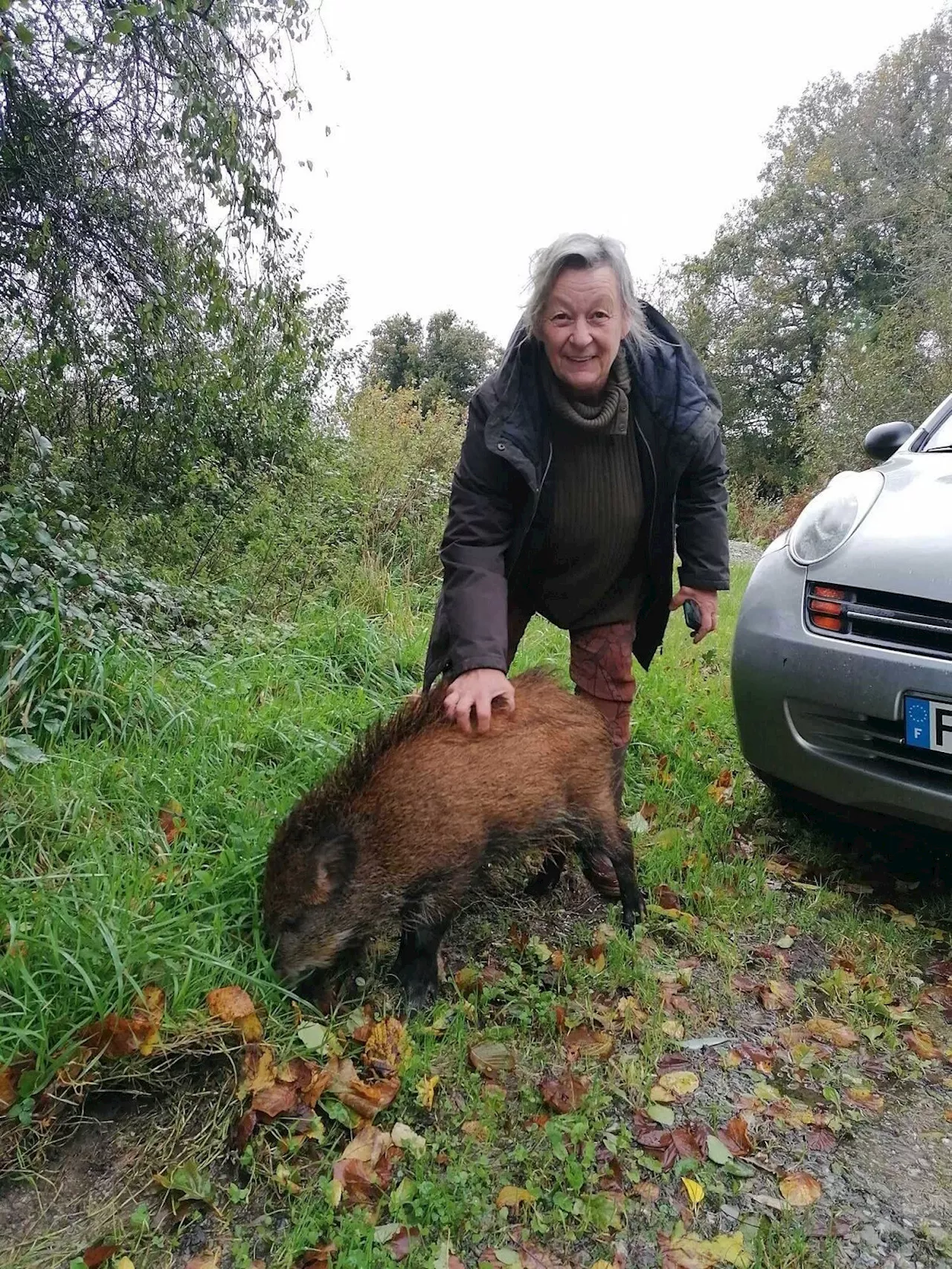 Près du lac de Guerlédan : un sanglier en balade avec une habitante après la tempête Ciaran