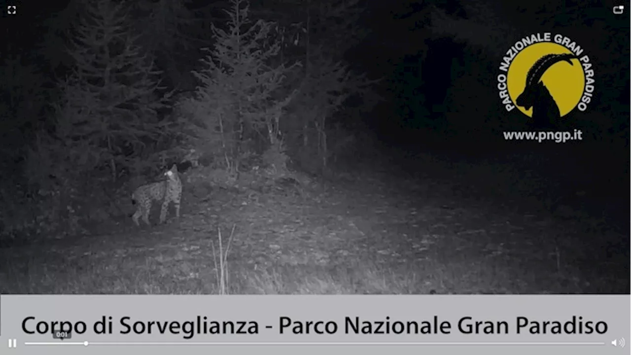 Avvistata una lince nel parco del Gran Paradiso