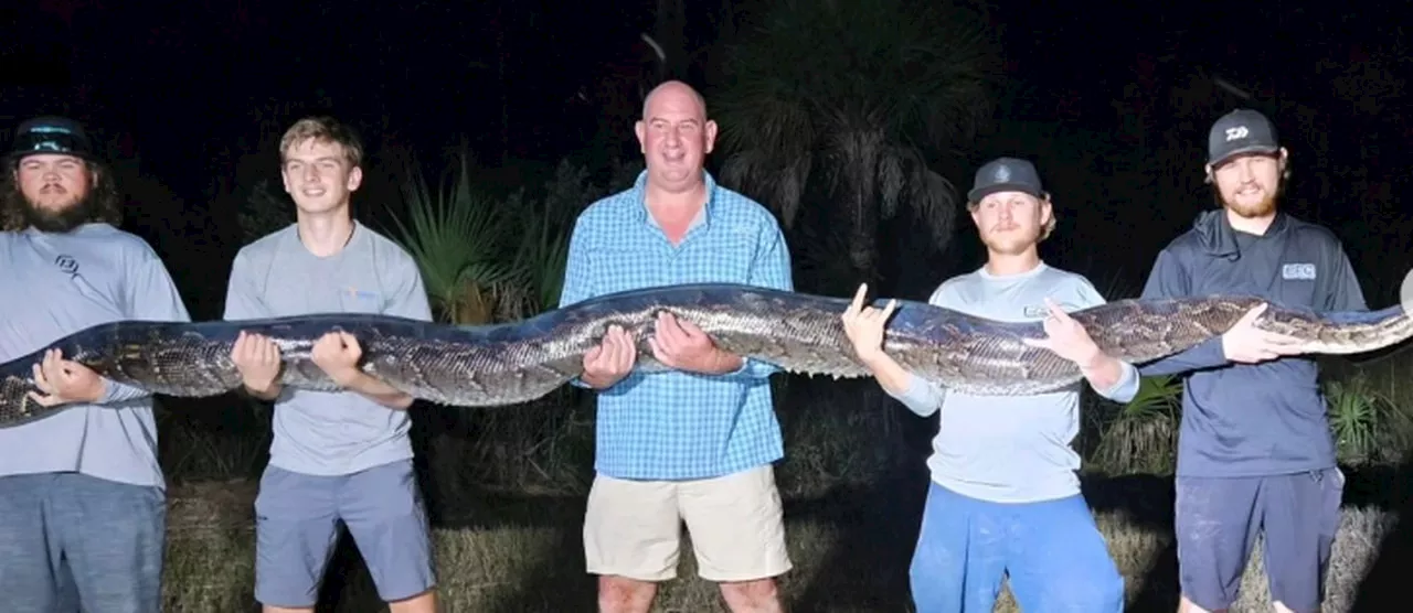 198-pound Burmese python is second-heaviest caught in Florida: ‘It looked like an alligator’