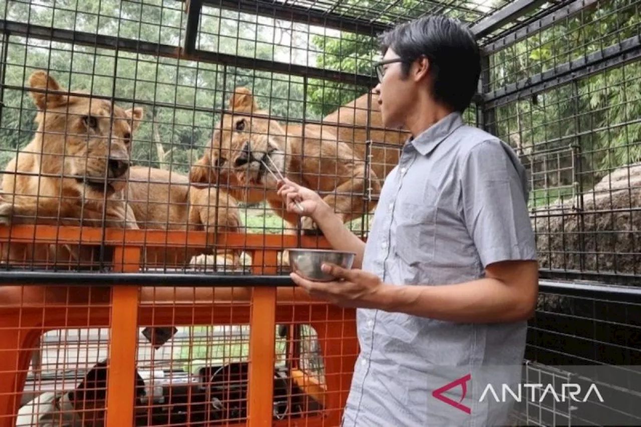 Taman Safari Bogor diskon harga tiket peringati Hari Pahlawan