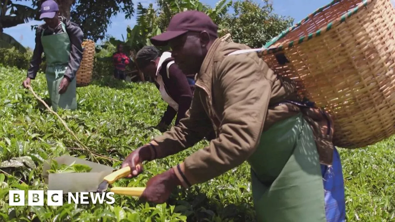 Tea pickers' Scottish compensation case on hold