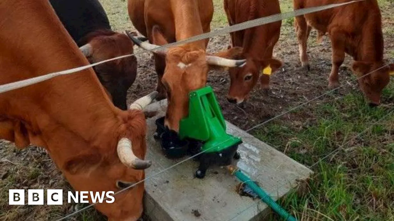 Colchester cattle get solar-powered troughs at riverside