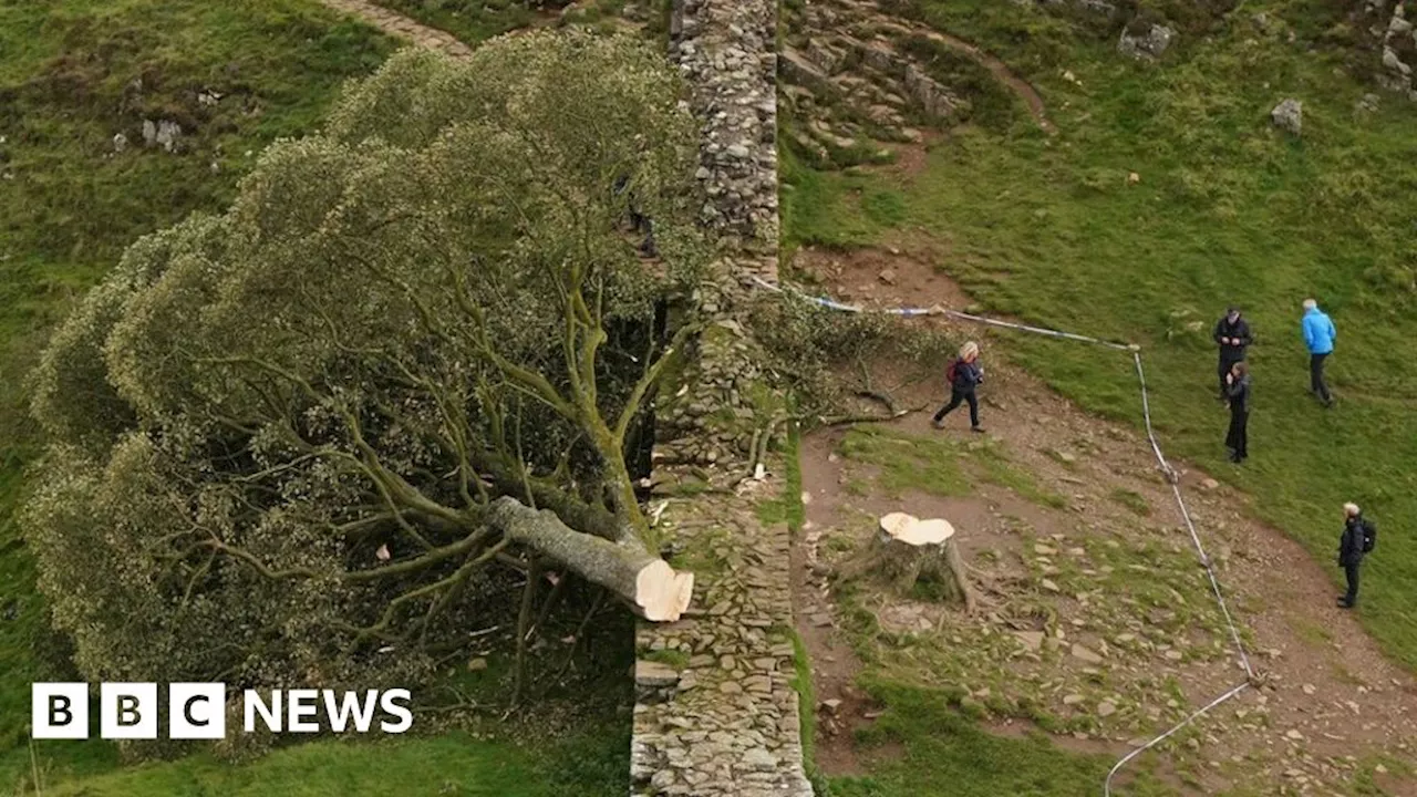 Sycamore Gap: Damage to Hadrian's Wall confirmed