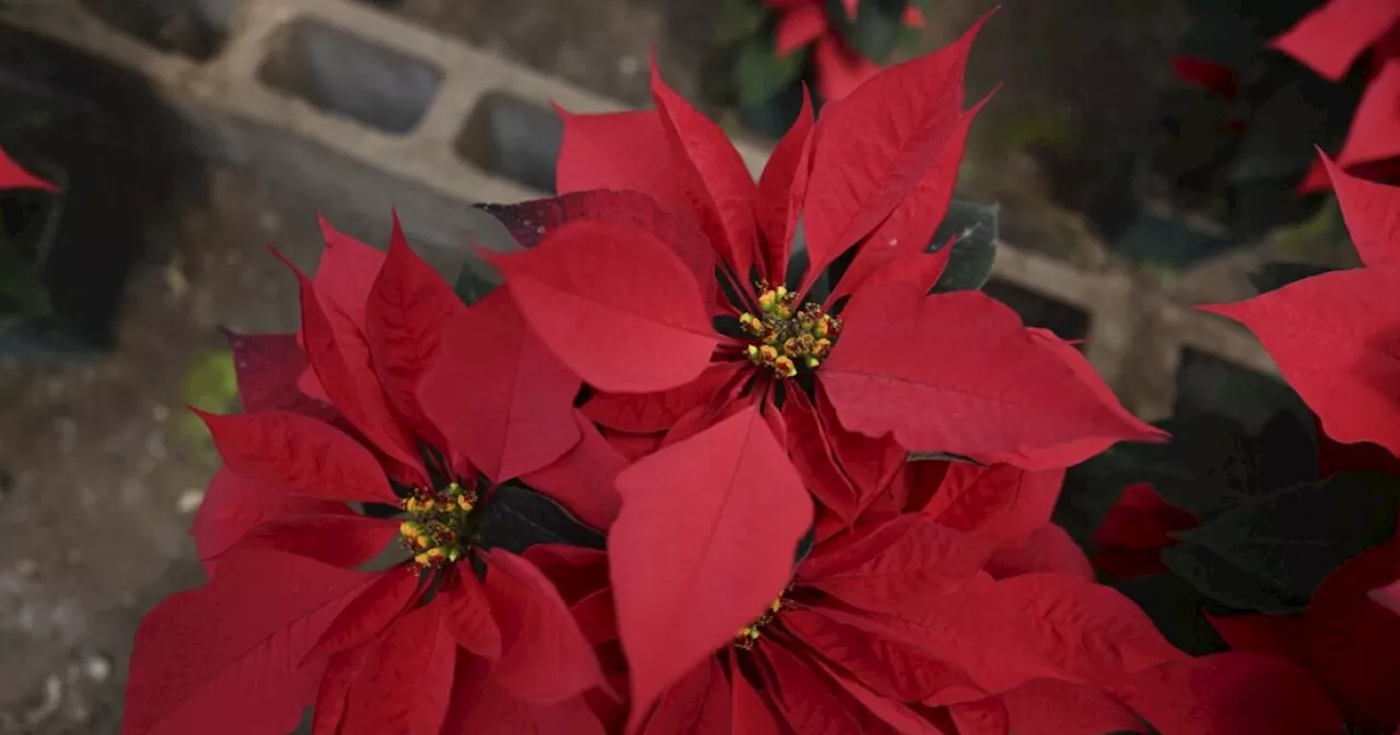 La Euphorbia pulcherrima: la historia y significado de la planta de la navidad