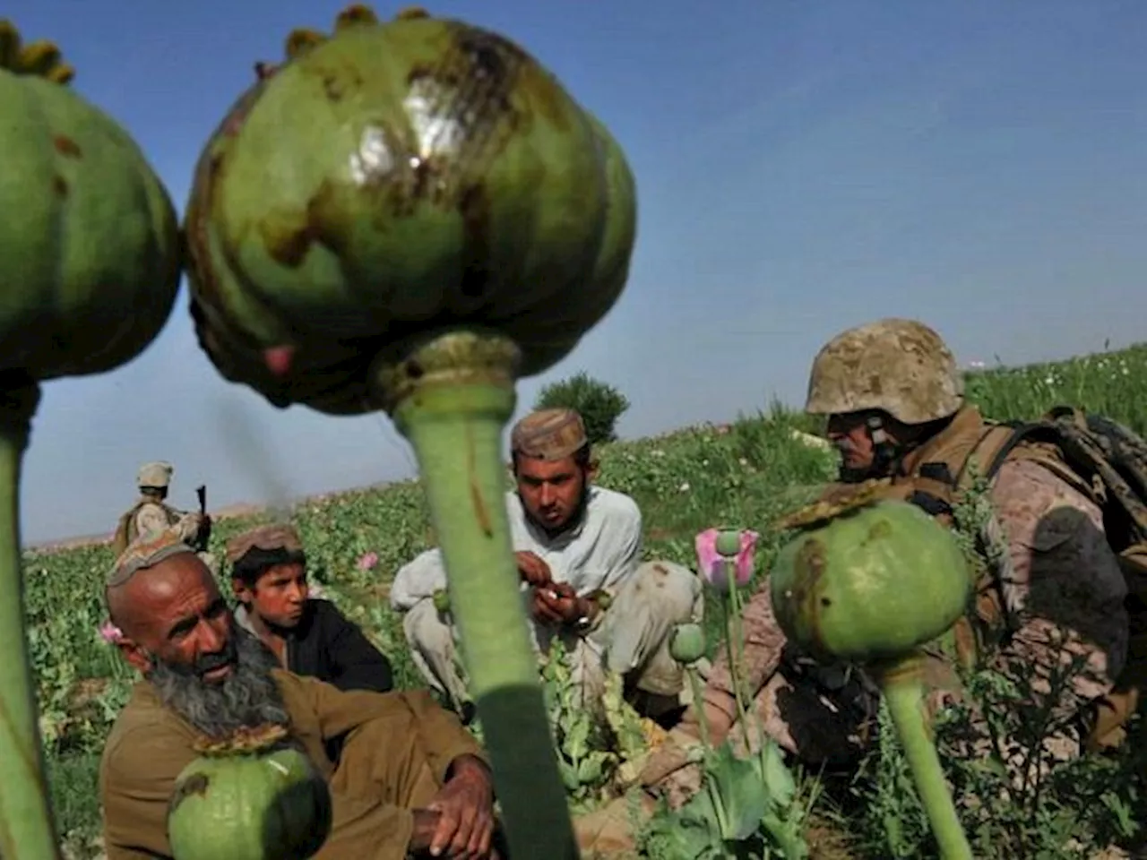 U.N. Says Opium Supply in Afghanistan Dropped 95% Under Taliban