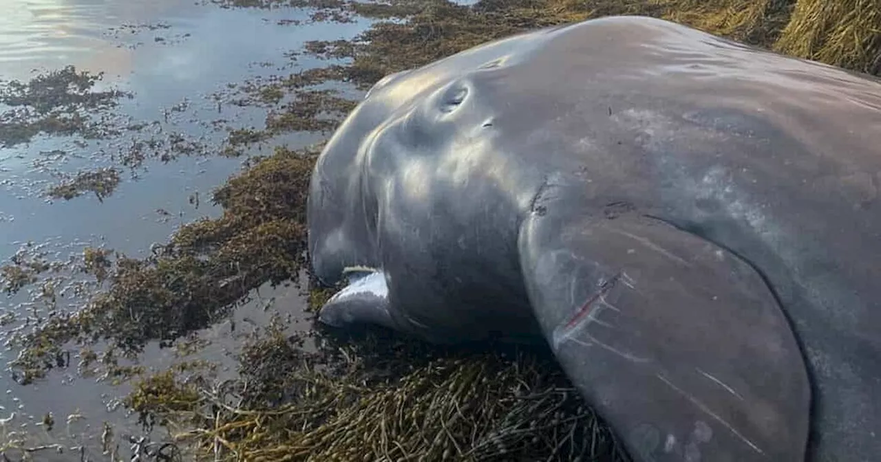 Sperm whale calf dies 10 days after stranding on Isle of Skye