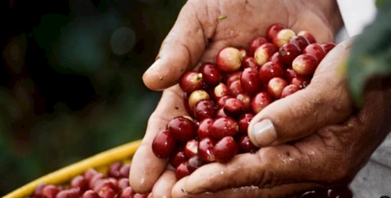 Aunque aumentó la producción de café, sigue en terreno negativo en el año