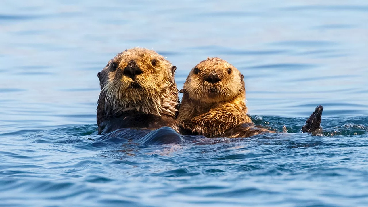 California swimmer says ‘aggressive’ otters bit him a dozen times: ‘They wanted to kill me’