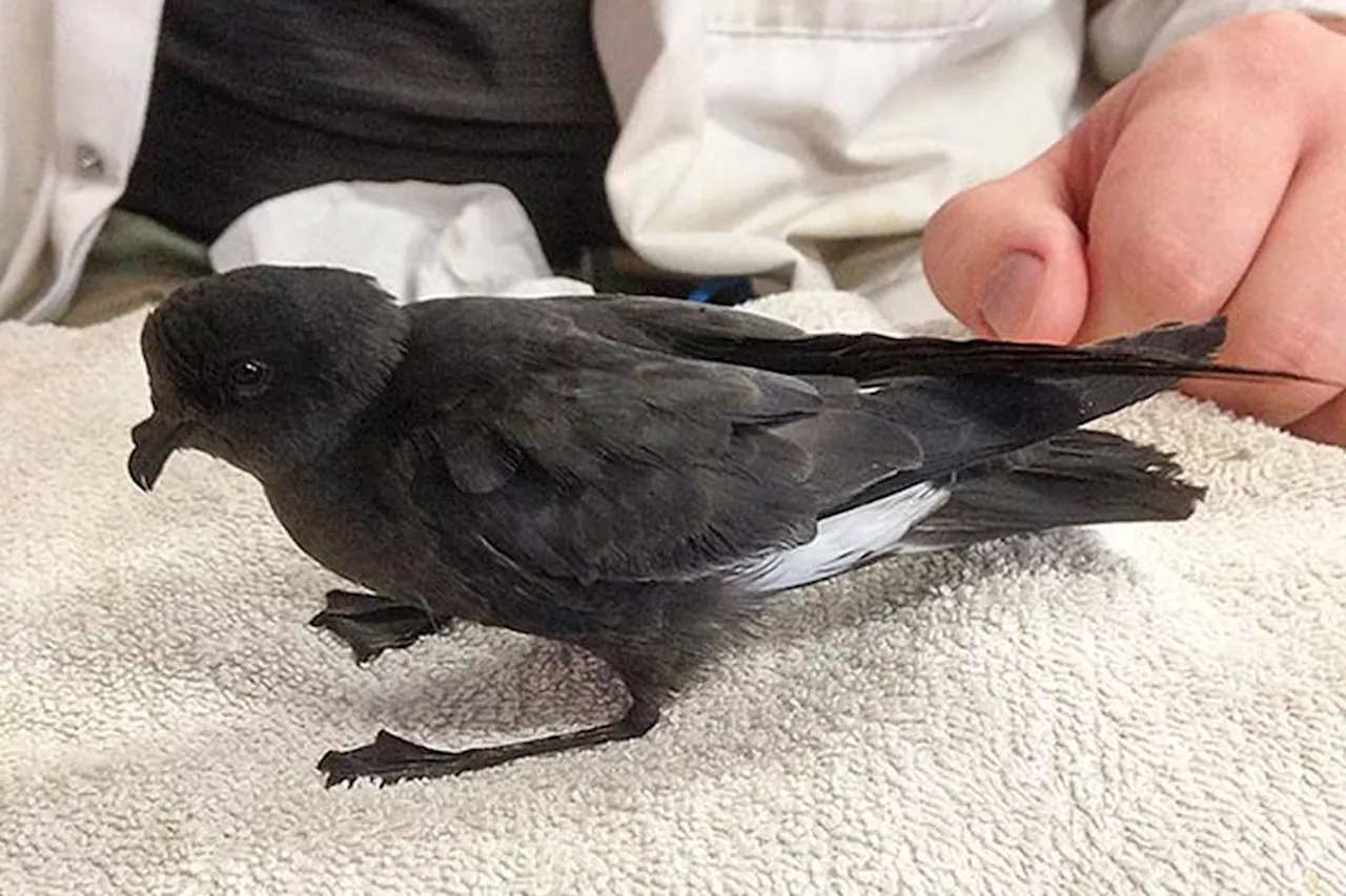 Tempête Ciaran : Affaiblis ou blessés, les oiseaux aussi ont payé un lourd tribut