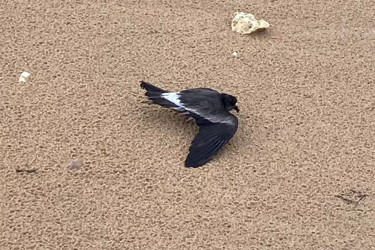 Tempêtes Ciaran et Domingos : les oiseaux marins épuisés s’échouent sur le littoral charentais