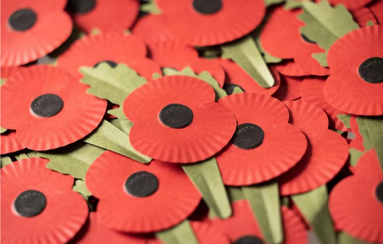 What white, red, purple, black poppies mean for Remembrance Day