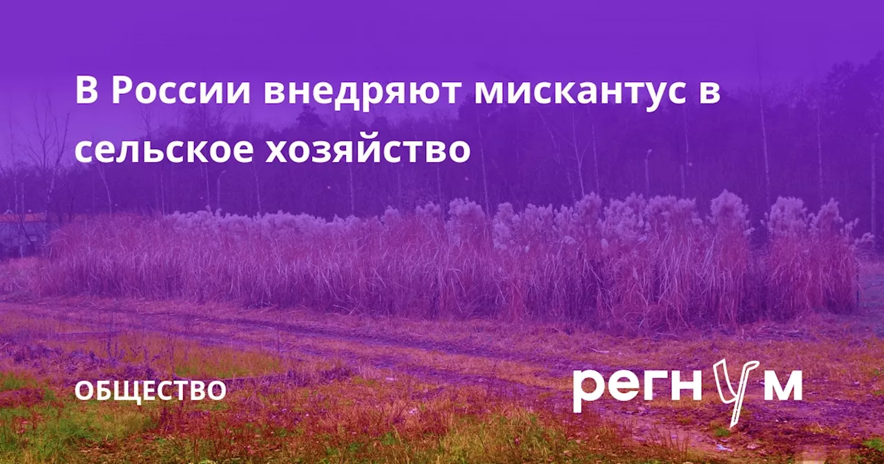 В России внедряют мискантус в сельское хозяйство