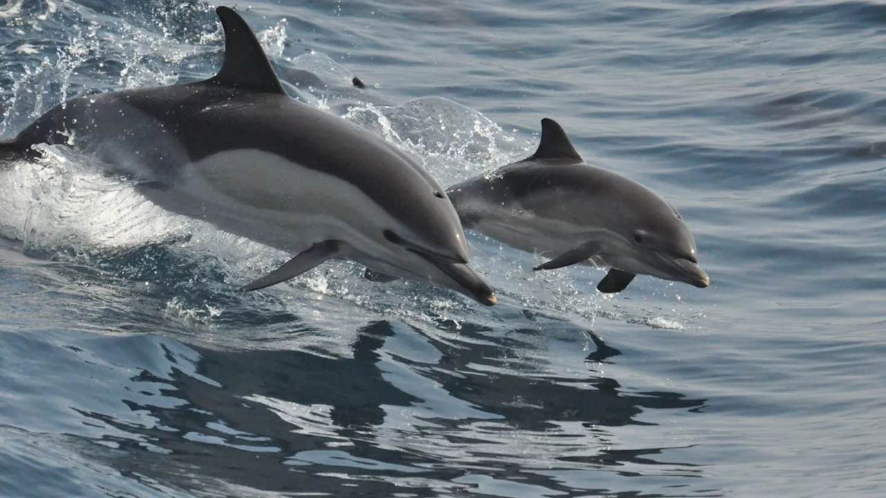 Dolphin moms transfer pollutants to their babies through breastfeeding