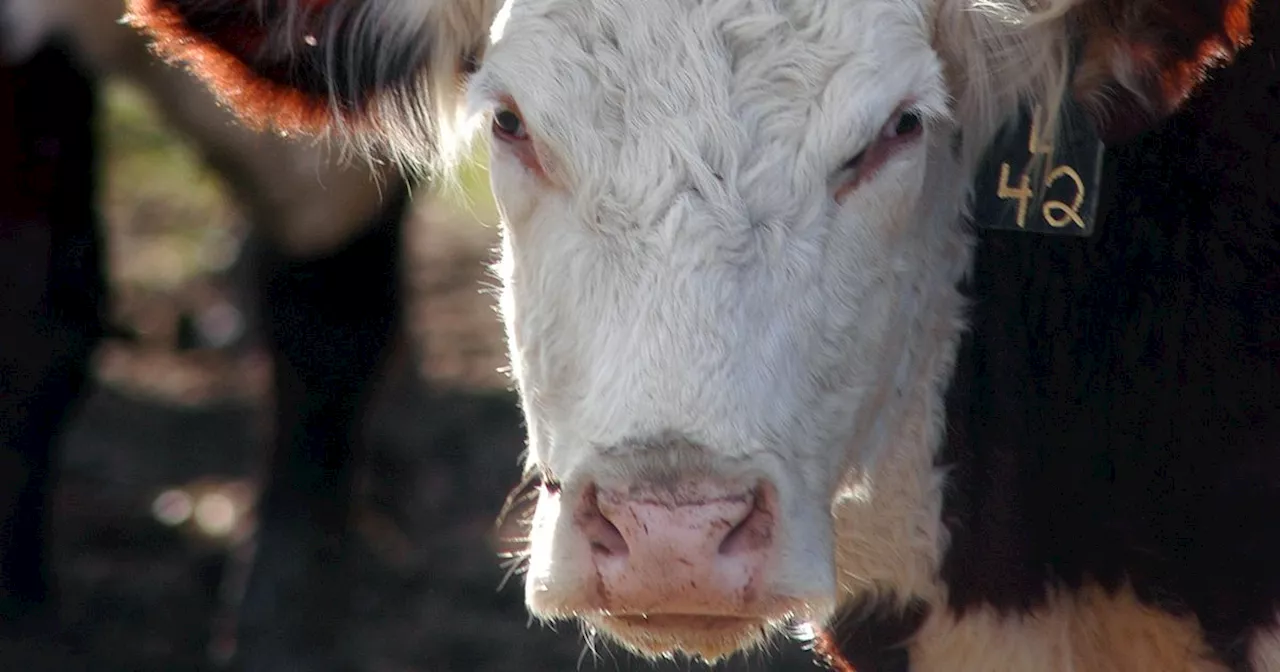 Irish beef exports to China suspended after case of mad cow disease detected