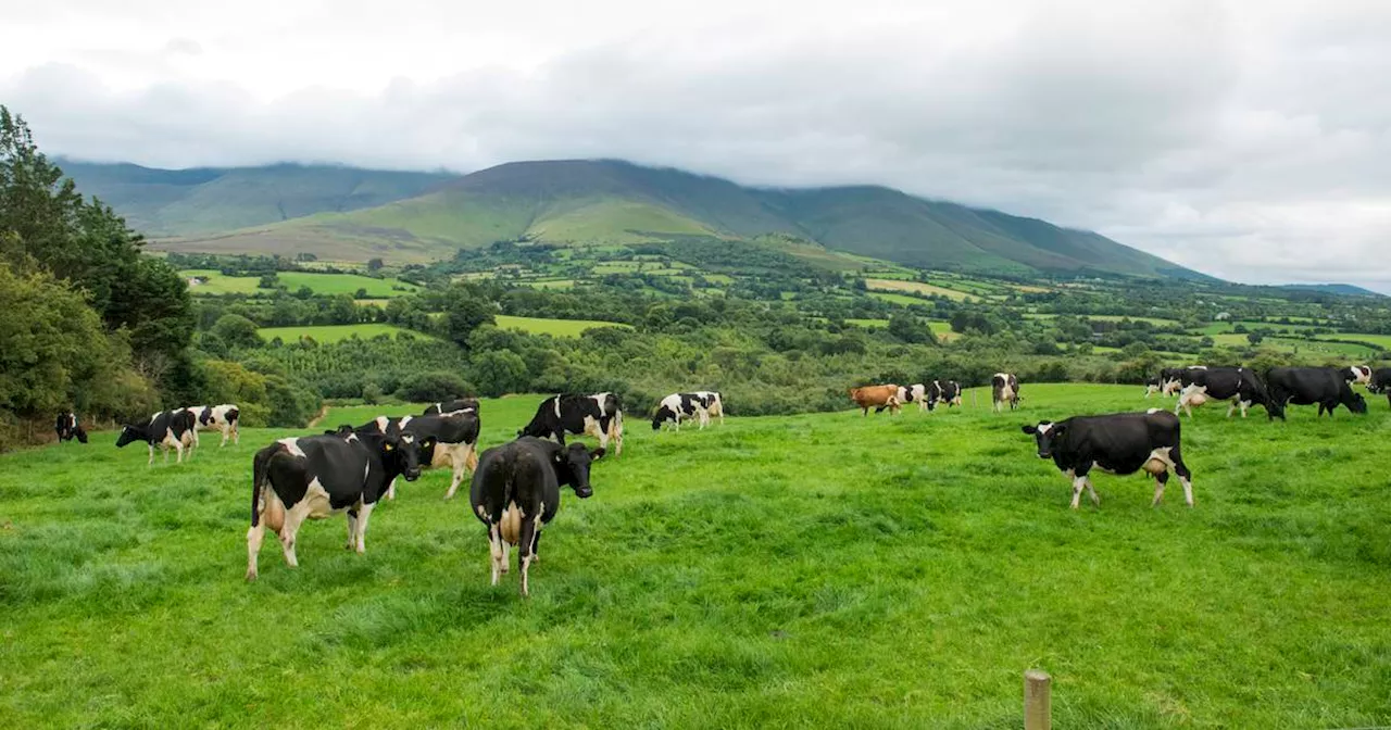 Irish beef exports to China suspended after case of BSE found