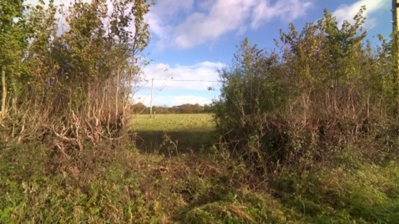 Hedge that's '200 years old' cut at Bristol's last working farm despite protests