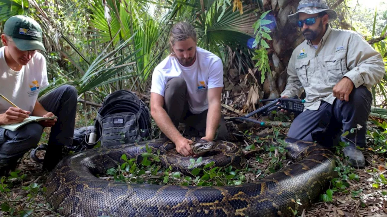 ‘A monster’: 5 men capture 198-pound Burmese python