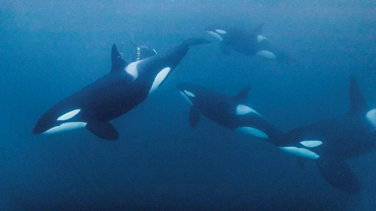 Orcas sink another boat, Polish tour agency says