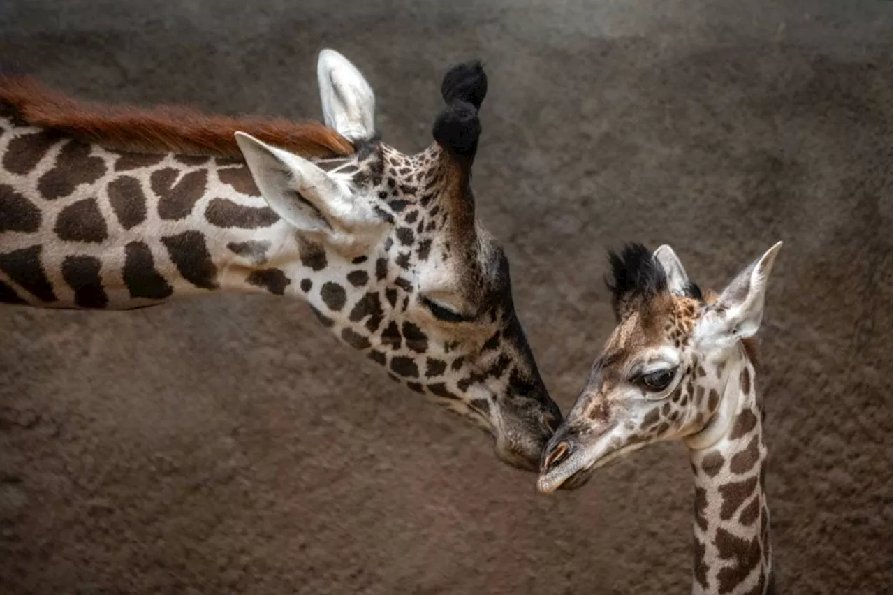 Baby giraffe debuts at Los Angeles Zoo, and tiny is not the word