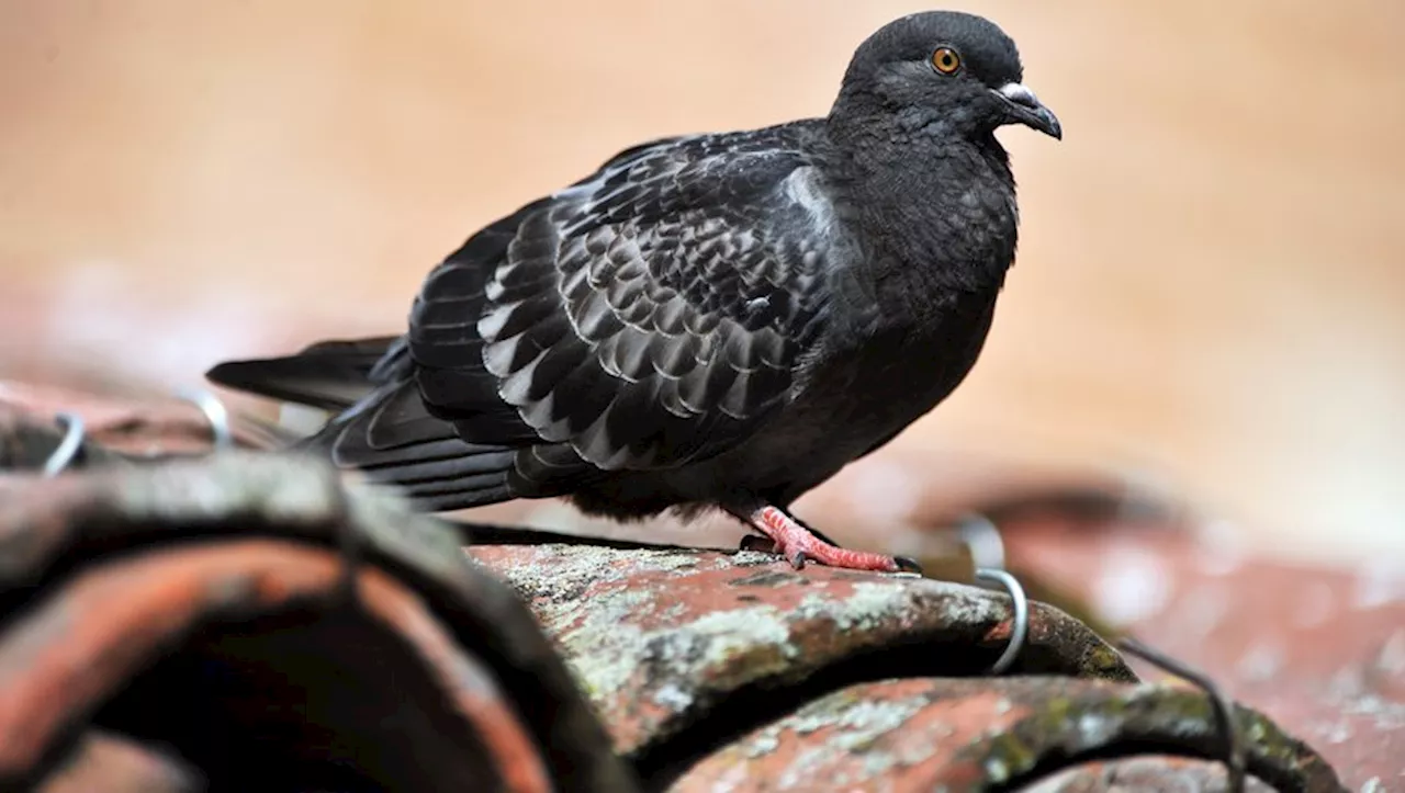 Chasseurs, rapaces, stérilisation : la mairie de Villefranche en guerre contre les pigeons