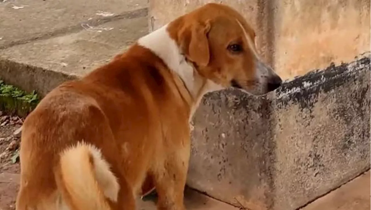 L'Hachiko del Kerala, il cane indiano attende da 4 mesi davanti all'obitorio il proprietario scomparso