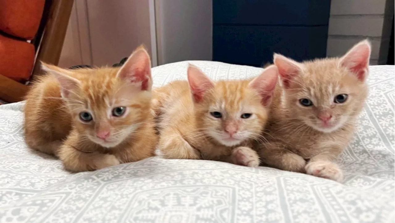 Operai scoprono tre gatti appena nati sul cassone di un camion del cantiere edile, senza mamma vengono subito…