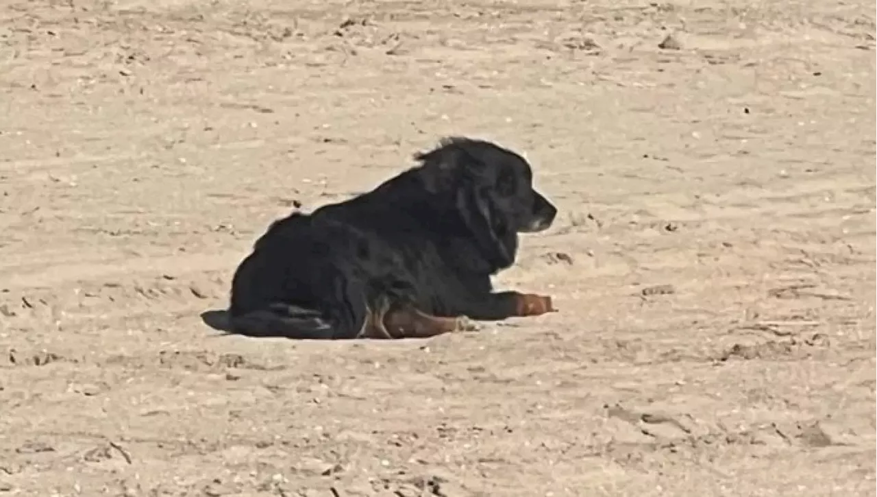 Simba, il cane fuggito sulla spiaggia, riconosce il rumore del furgone e salta di gioia