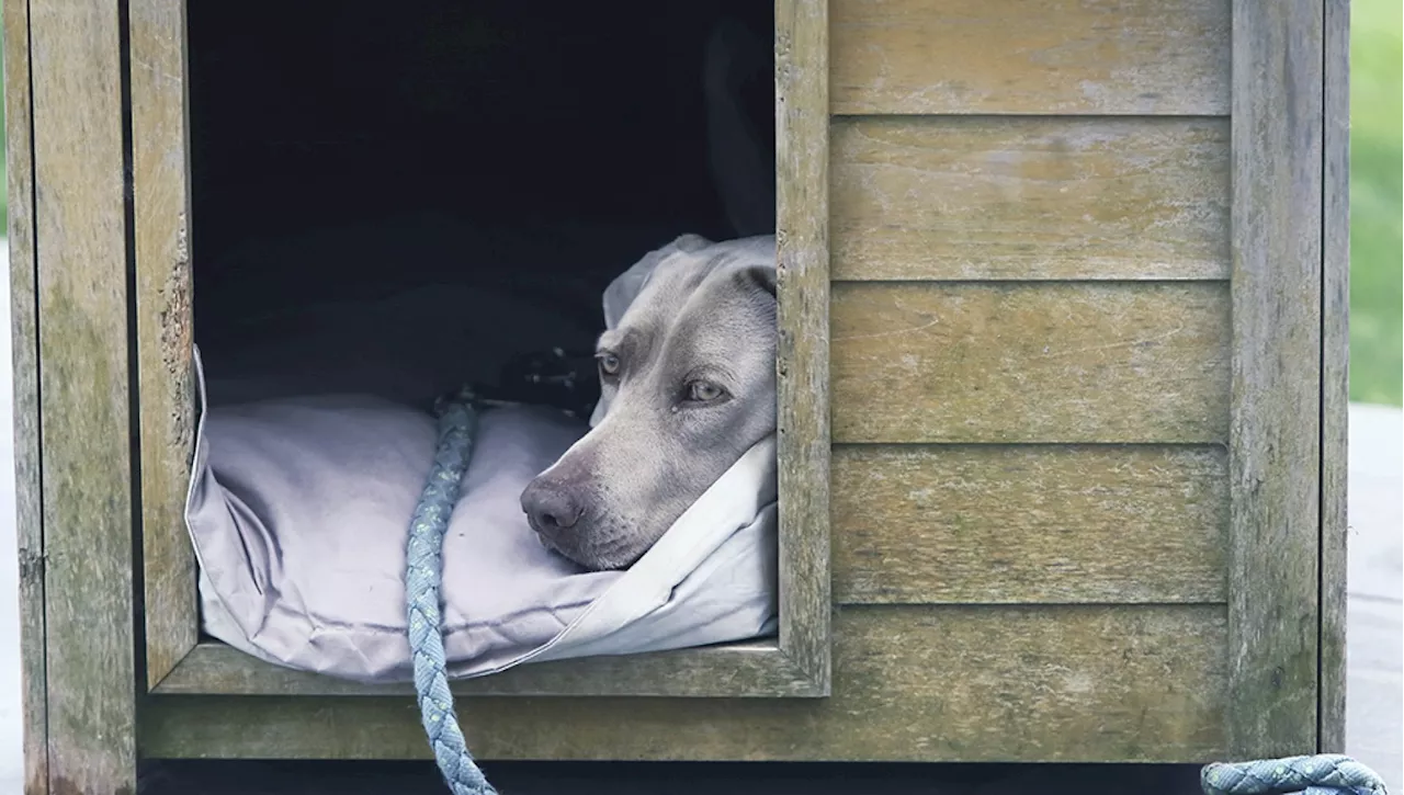 Un’adozione improbabile. Il cane Achille senza una zampa, anziano e poco incline alla gioia