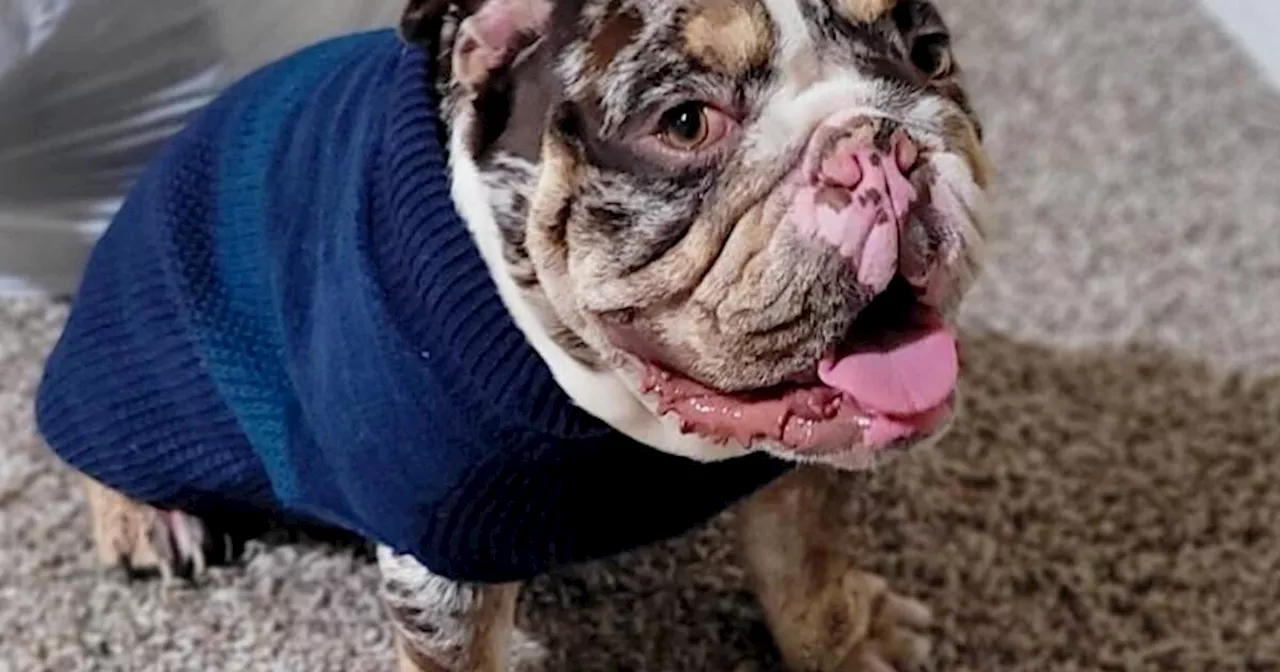 English bulldog stolen at gunpoint from man walking in West Hollywood