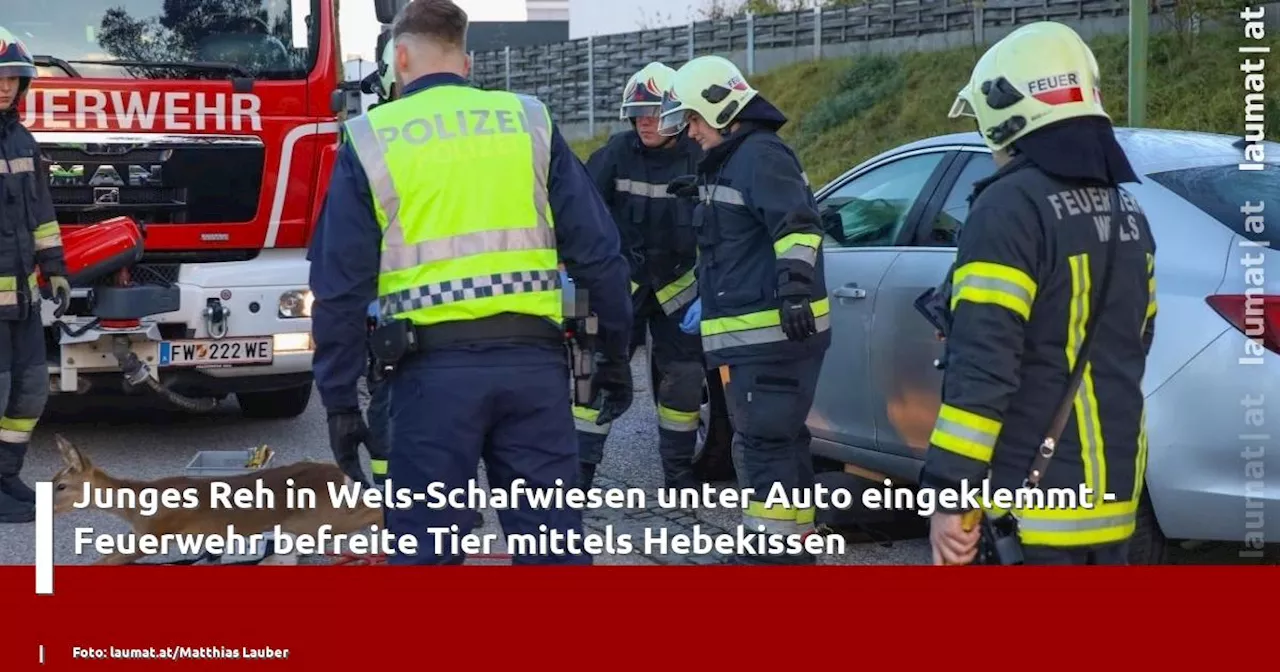 Junges Reh in Wels-Schafwiesen unter Auto eingeklemmt - Feuerwehr befreite Tier mittels Hebekissen