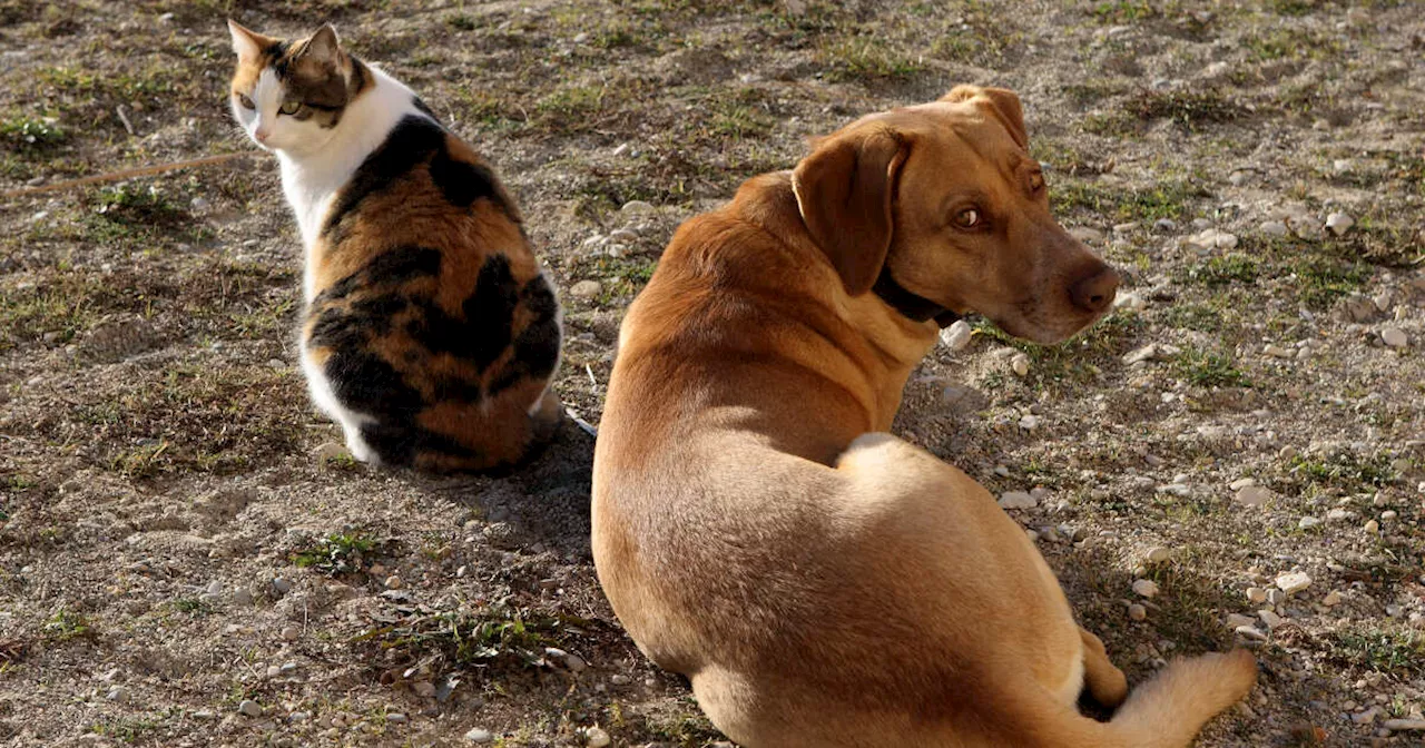 Mais pourquoi les chats sont-ils moins aimés que les chiens ?