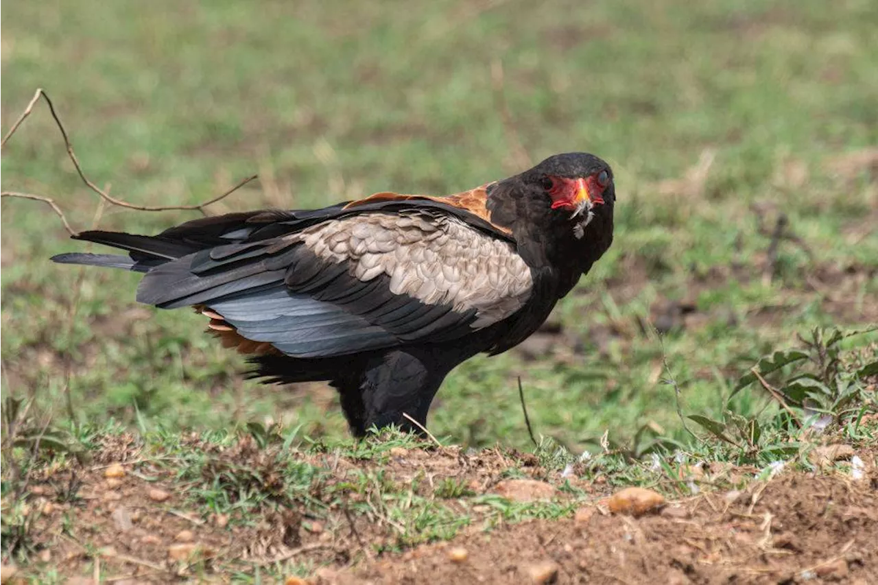 Meet the 2024 Bird of the Year