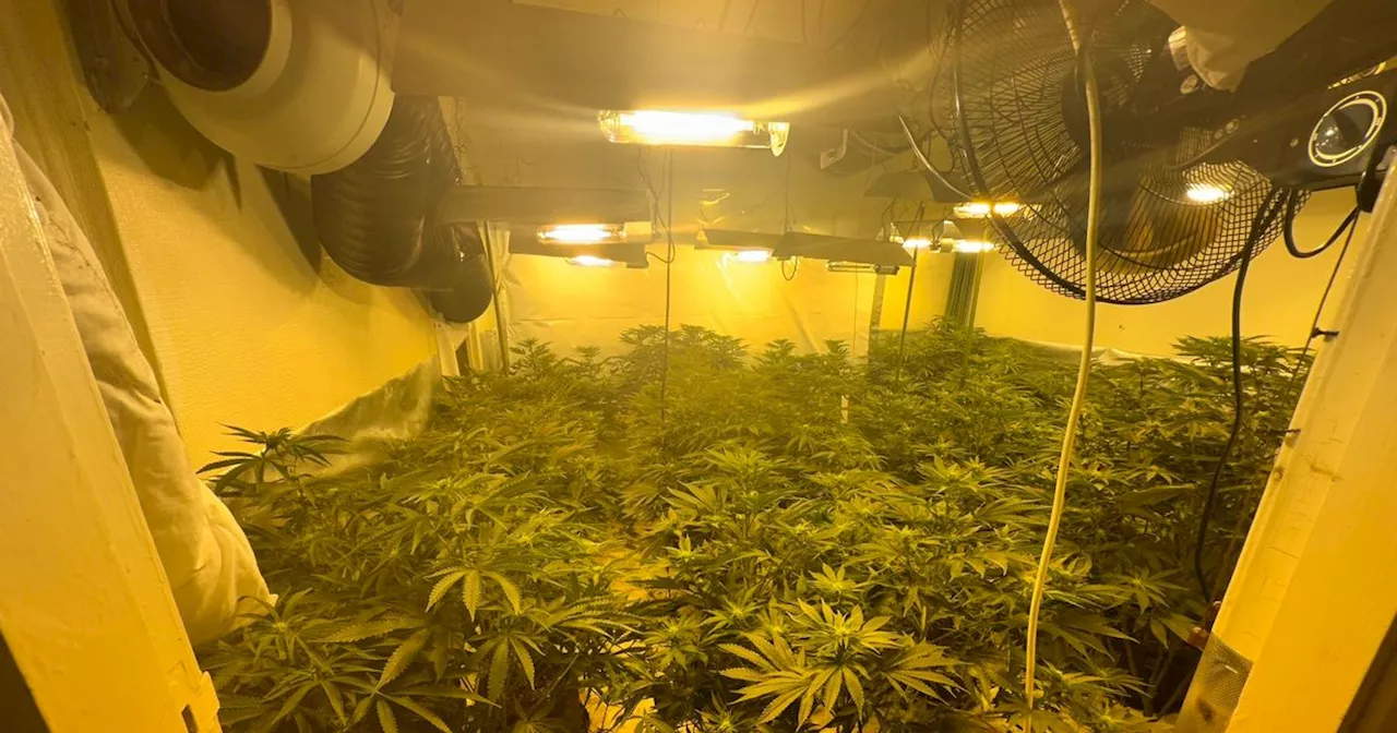 Inside cannabis farms raided on Greater Manchester estate