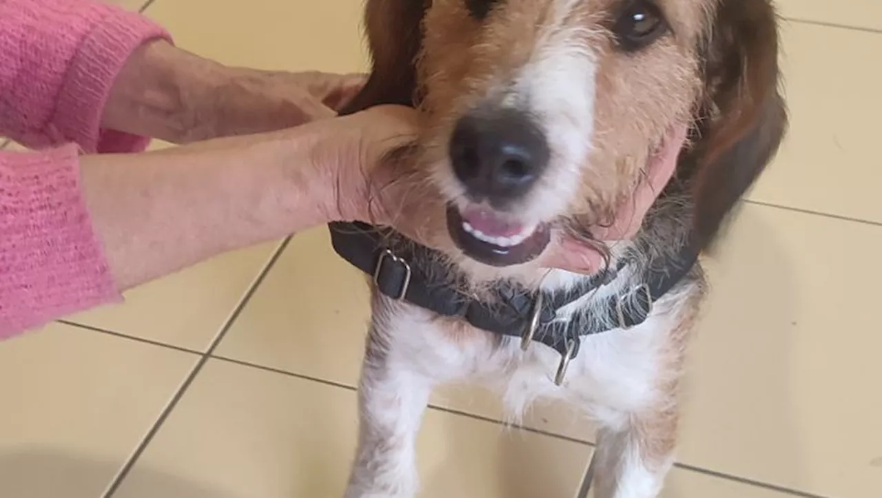 Zoothérapie à Millau : l'Ehpad des Cheveux d'ange accueille trois chiens de la SPA