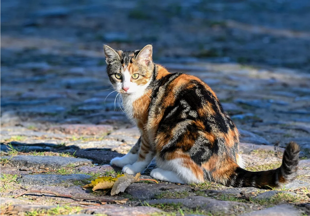 Hauskatzen und Wildkatzen mischten sich lange kaum