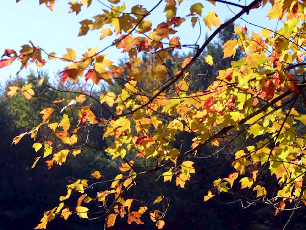 Illinois community among best towns in U.S. to see fall foliage