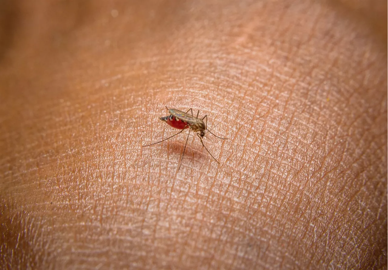 More than 7 400 cases and nearly 70 malaria deaths recorded in SA in 2023