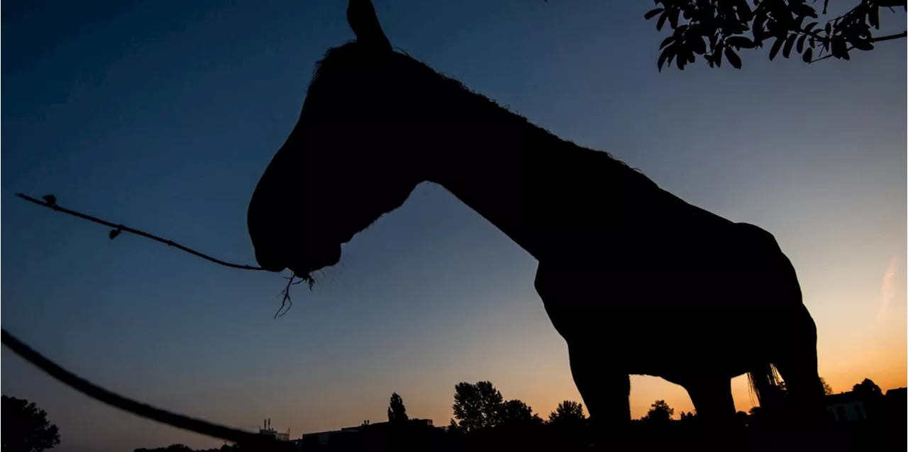 Nach Angriff auf Pferd in Mitwitz - Polizei sucht nun nach Zeugen